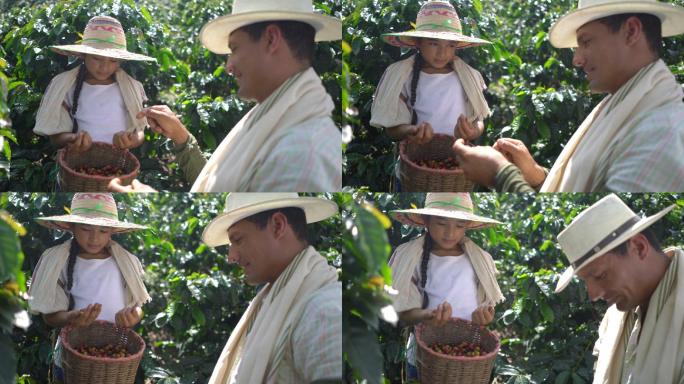 父亲教女儿如何收集咖啡豆
