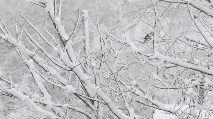 暴风雪中的小鸟极端天气森林环境