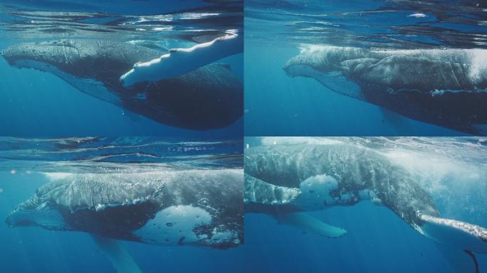 座头鲸在海洋中海洋霸主海洋鲸鱼座头鲸
