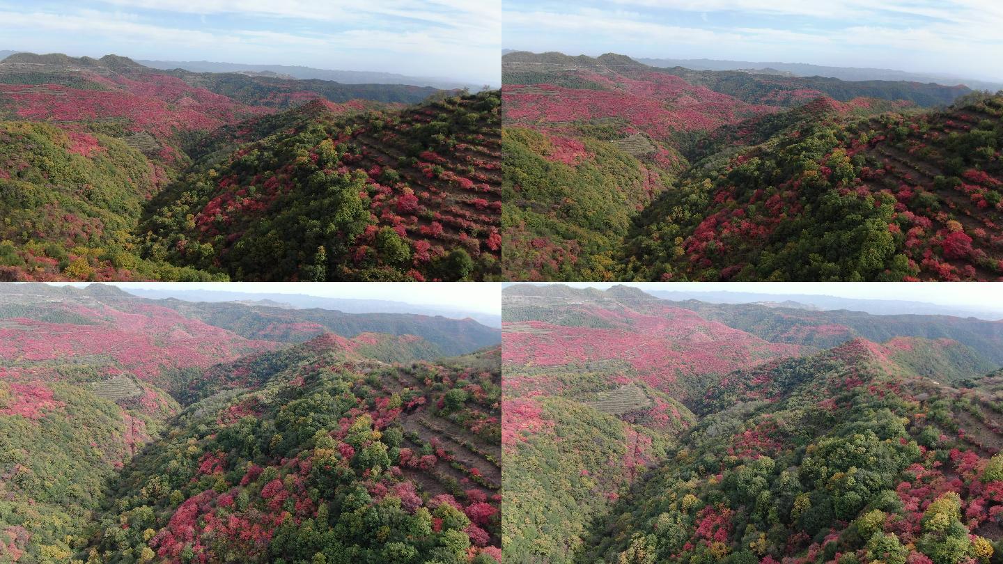 香山红叶