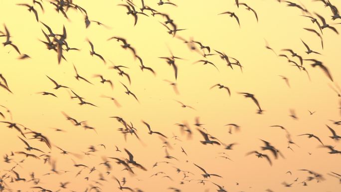 一群鸟在黄色的天空飞翔