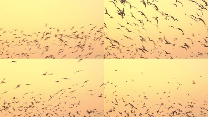 一群鸟在黄色的天空飞翔
