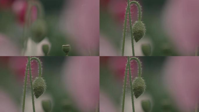 被雨水打湿的花骨朵