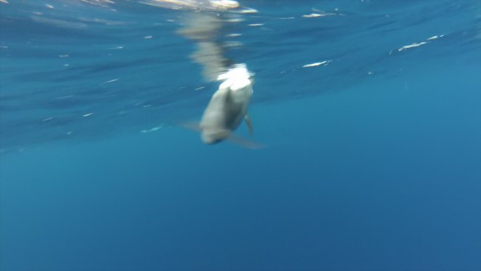 野生海豚在水里游泳