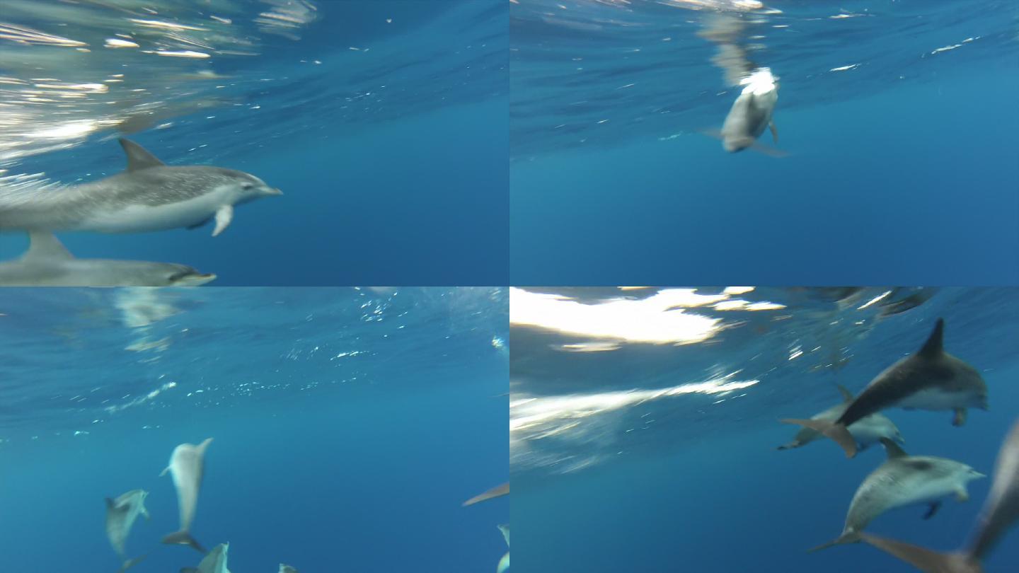 野生海豚在水里游泳