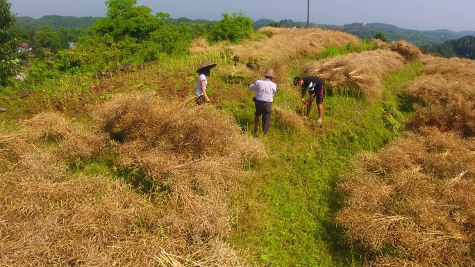 农村原始方式收割油菜打油菜