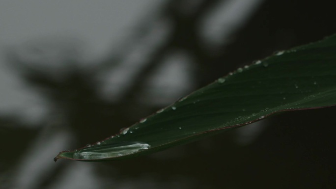 雨中芭蕉叶