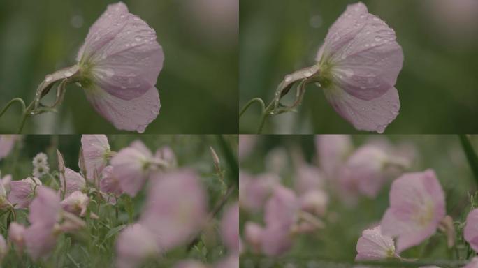 雨中花丛