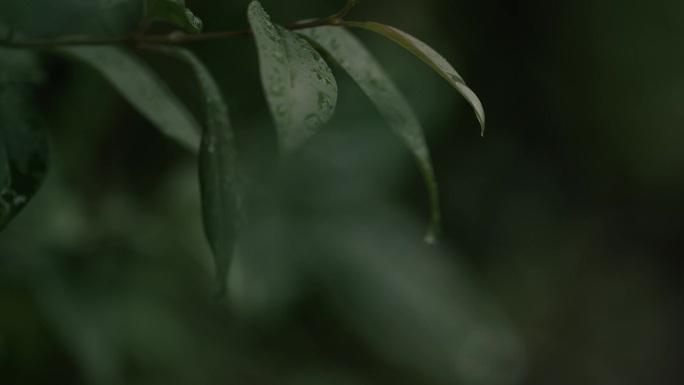 雨中山茶树