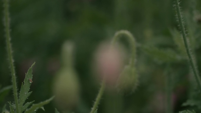 雨中摇曳的花骨朵