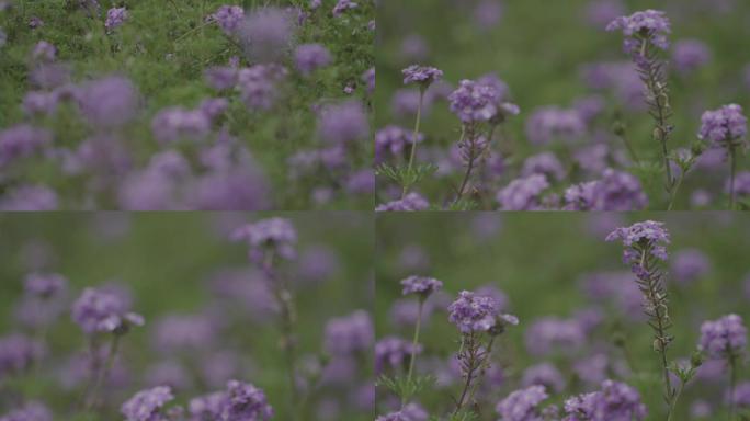 雨中小紫花