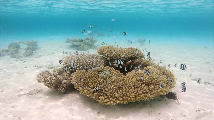 白尾珊瑚群