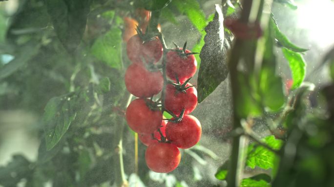 在温室里喷洒西红柿