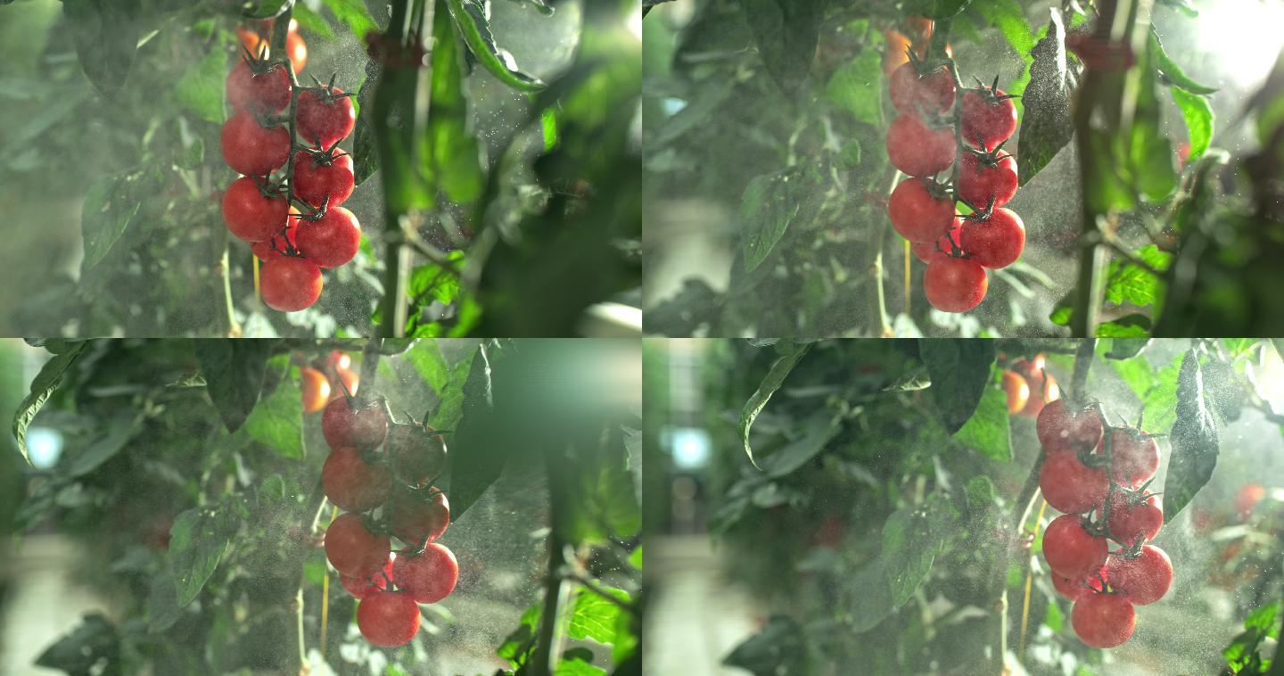 在温室里喷洒西红柿