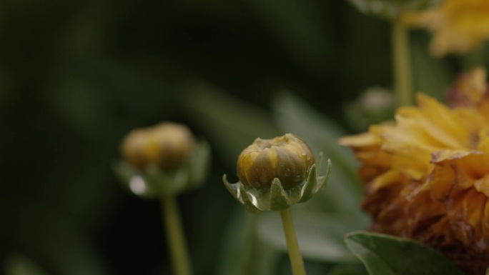 雨中雏菊花骨朵