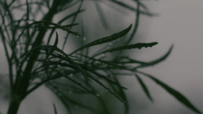 雨中意境镜头植物