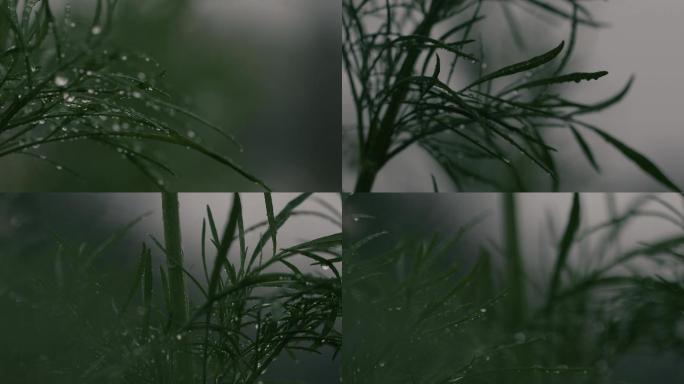 雨中意境镜头植物