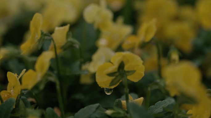 雨中小黄花