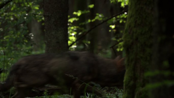在森林里的狼群
