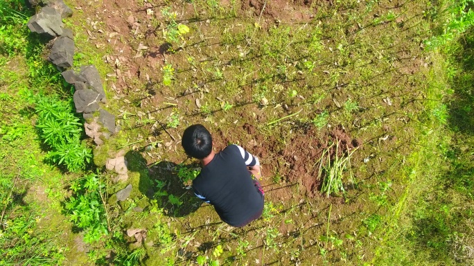 农村原始方式收割油菜打油菜