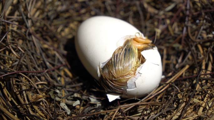 小鸡孵化鸡蛋壳爬出小鸡幼崽出壳养鸡场孵小