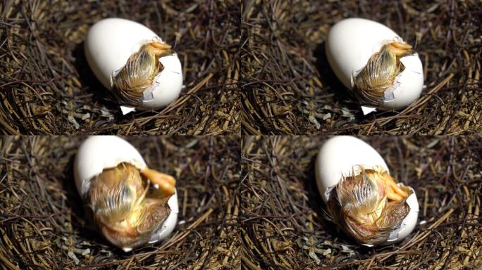 小鸡孵化鸡蛋壳爬出小鸡幼崽出壳养鸡场孵小