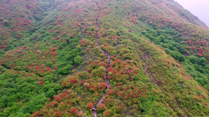 大围山七星岭花海