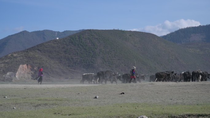 香格里拉高原草原成群牦牛