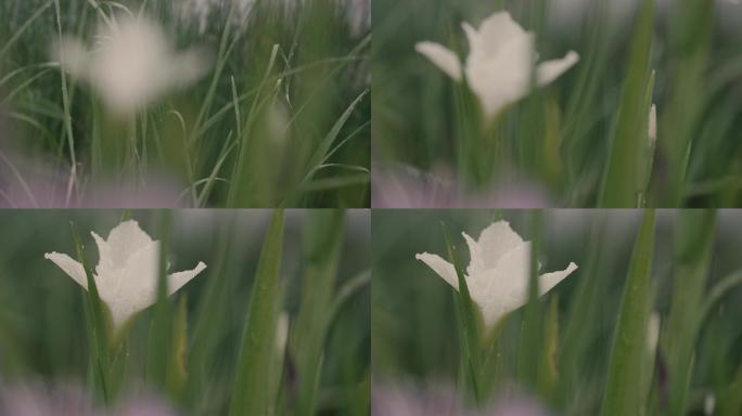雨中的白色花