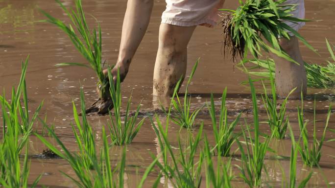 插秧苗种稻谷种水稻