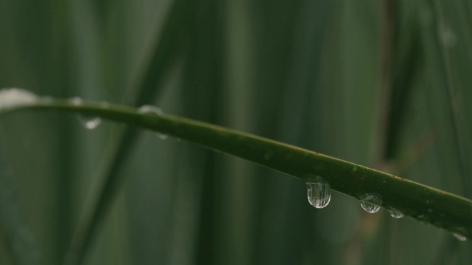 芦苇草上的水滴