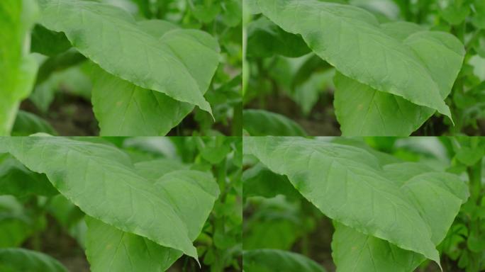 烟叶摆拍绿色高品质种植3