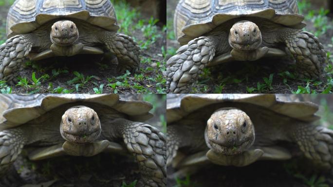 乌龟缓慢走向镜头