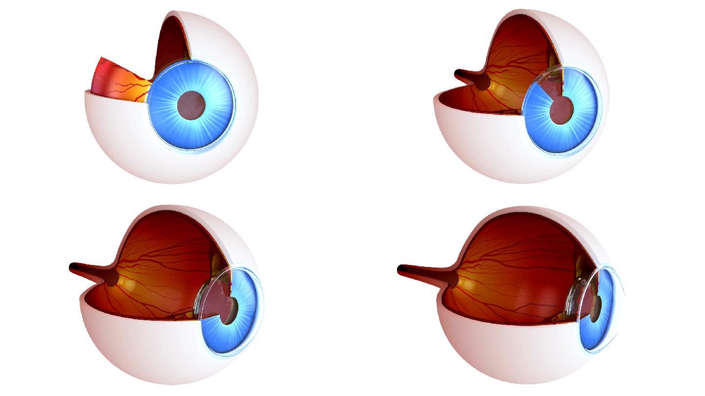 眼睛解剖-內部結構隔離在白色