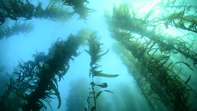 摇摆的海草海藻海景野生动物深海咸水鱼