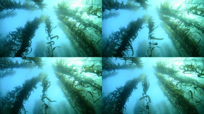 摇摆的海草海藻海景野生动物深海咸水鱼