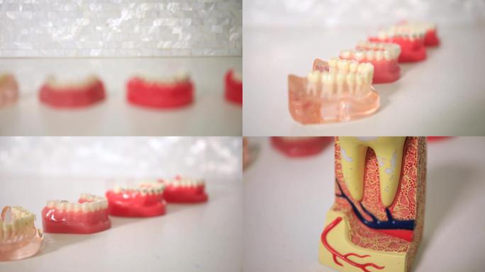 牙医用的牙具模型特写