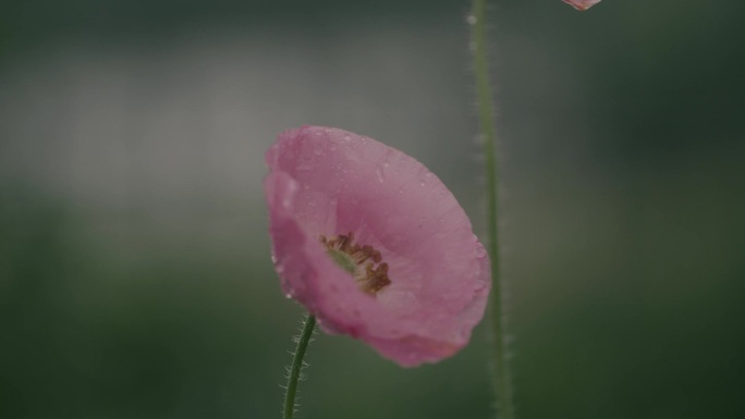 雨中的一朵小红花