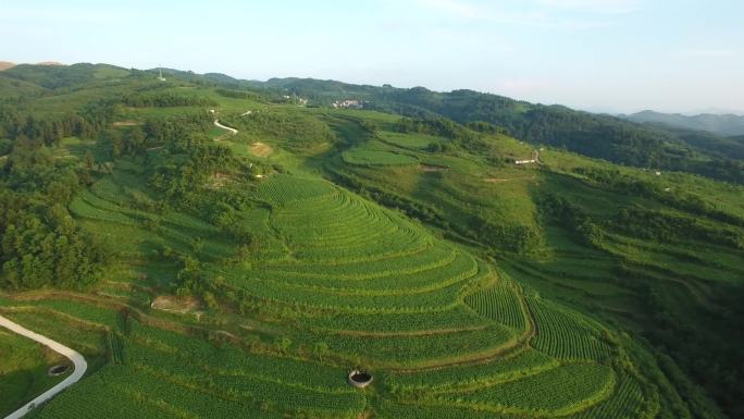 航拍大山森林山区茂密绿色烟田