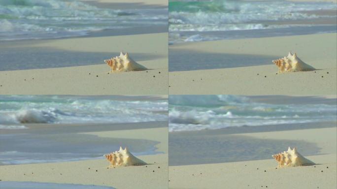 海滩上的海螺壳逝去的爱情分手回忆