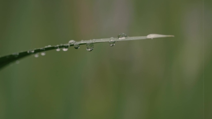 小草的雨滴