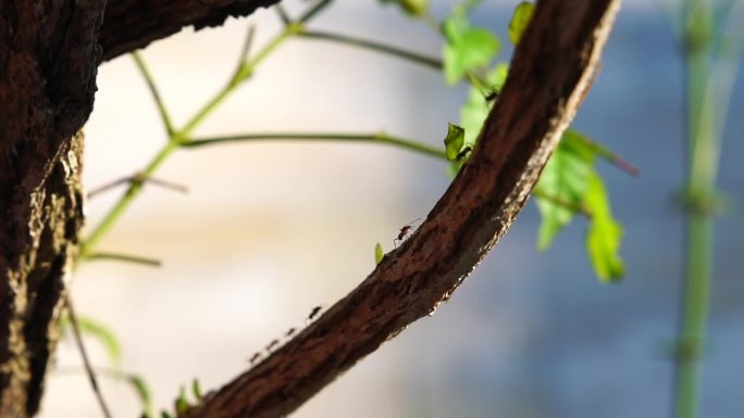 树上扛树叶的蚂蚁蚁群搬家蚁族大自然生命力