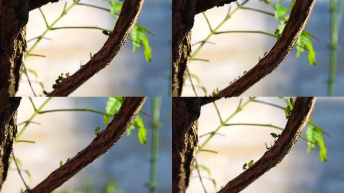 树上扛树叶的蚂蚁蚁群搬家蚁族大自然生命力