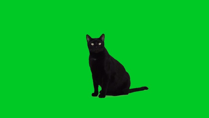 坐在绿屏幕上的4k黑猫