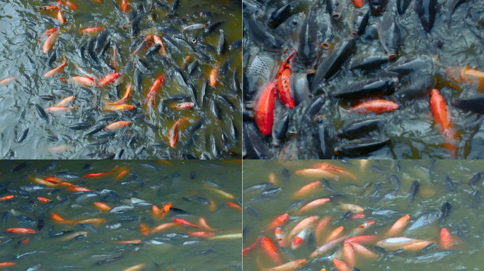 水中密集的鱼群鲤鱼喂食跳跃视频素材
