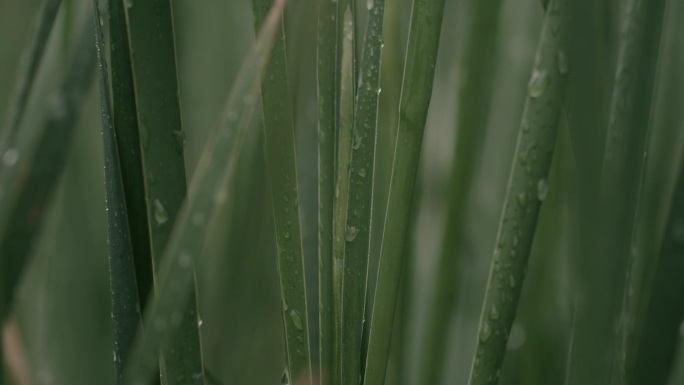 雨中芦苇草