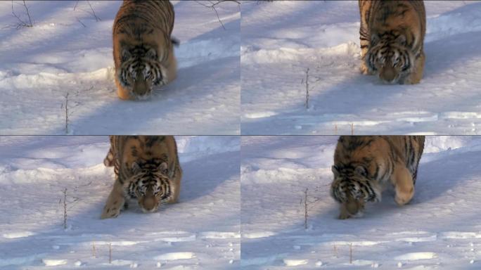 东北虎雪地猛虎长白山森林山林树林