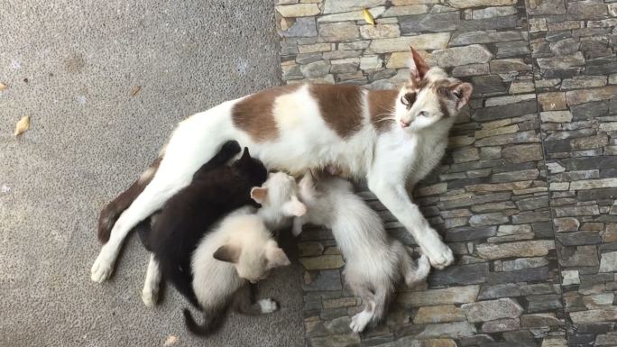 哺乳的小猫猫喂奶猫幼崽母爱亲情