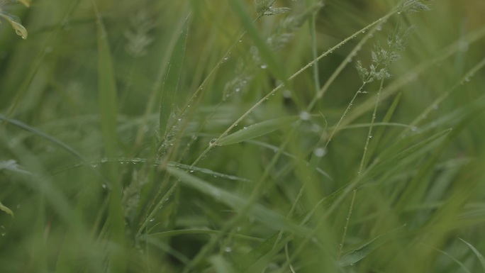 雨后小草