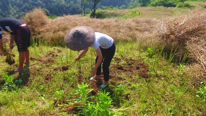 农村原始方式收割油菜打油菜